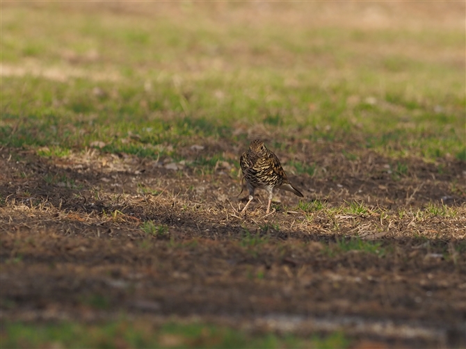 gcO~,Scaly Thrush